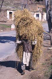 Man carrying forage in Pakistan