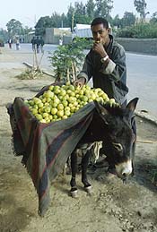 2_4guava.jpg