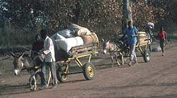 En Guin�e Bissau les hommes qui ont des charrettes � �nes transportent les marchandises au march�.