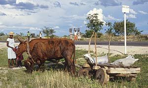 Road in Zimbabwe, with a women and a simple ox cart waiting by the bus stop, as women carry water to the village.