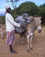Woman with a pack donkey in Kenya. The donkey provides transport for domestic use (especially the collection of water) and for trading (selling charcoal).