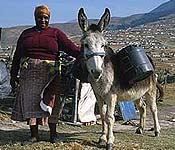 Woman carrying water with a donkey in South Africa 